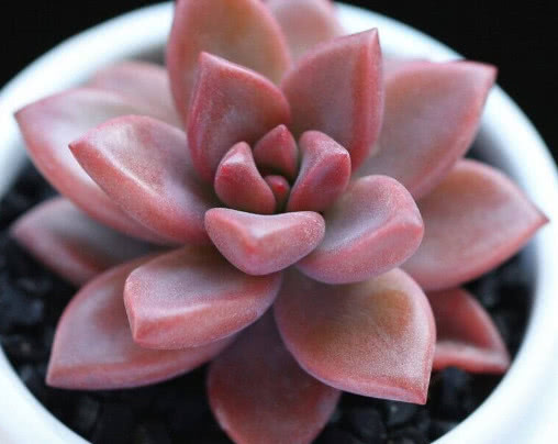 多肉姬胧月怎么养更艳丽教你3个小妙招,养出清新绚烂的姬胧月