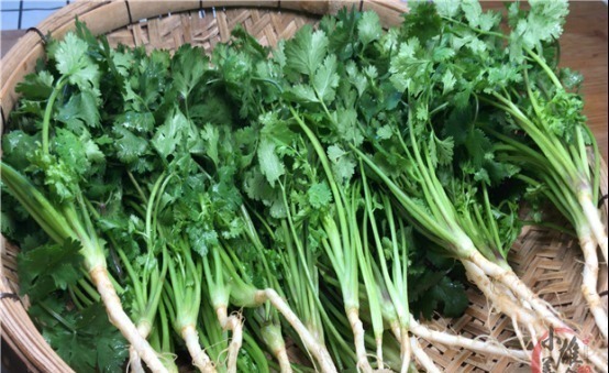 原来保存放半年的香菜这么简单，教你饭店的诀窍，一年只用买一次
