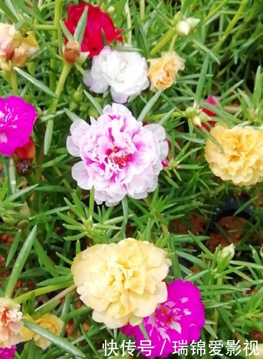 死不了的花,枝条沾土就活,从4月开到12月!