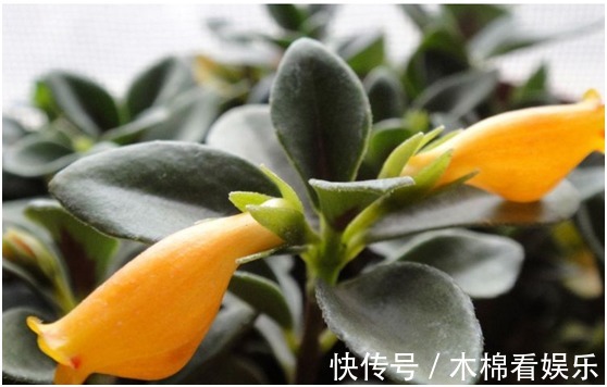 令箭|最简单易活的六种花,几个月照顾一次,都能爆盆