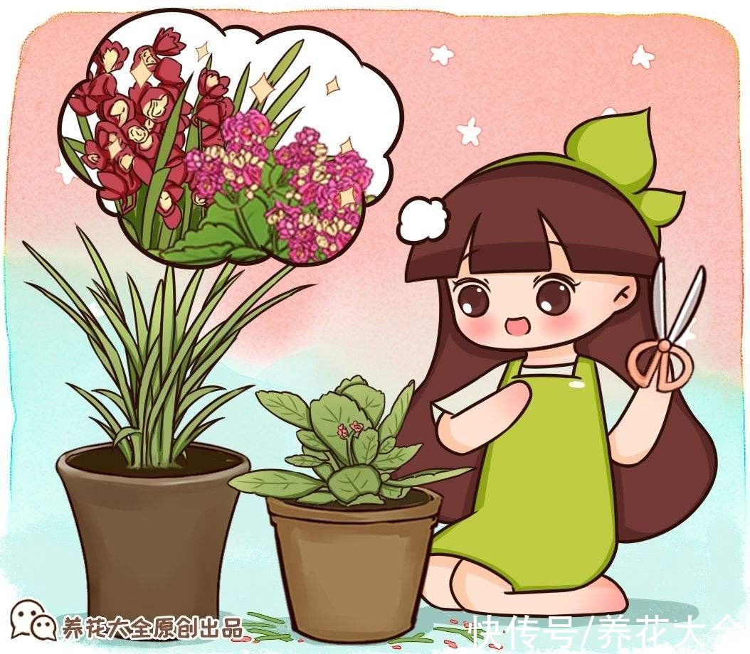 秋天|快死的花别丢掉,找对方法补救一下,还能重焕生机