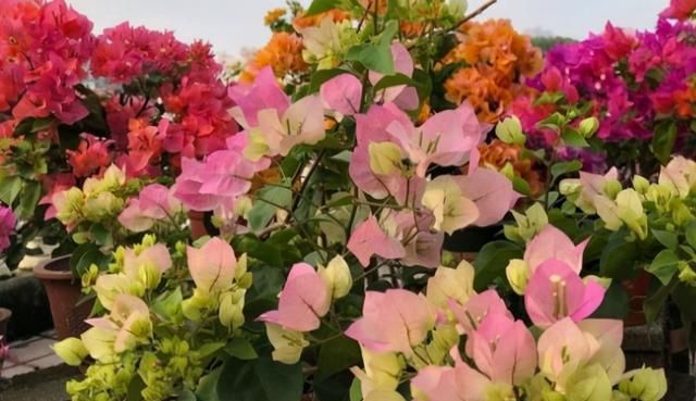 月季花|家里有庭院的,适合养这四种花,开花大又好看