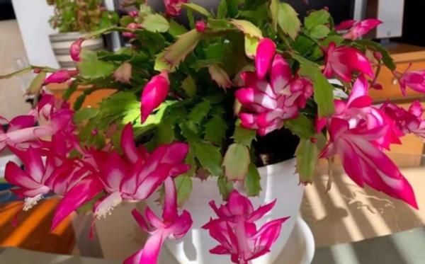 怎么让蟹爪兰开花更多、更持久？日常做到这些，花谢又能接着开