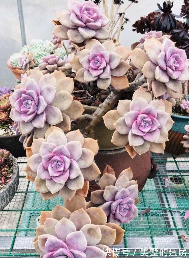 过冬|要养多肉就养它,度夏过冬很轻松,分叉多,颜色美