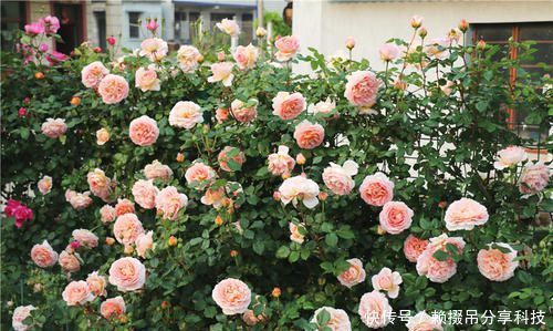 10年老花农的养花秘诀土里埋个塑料瓶，施肥没味长得旺