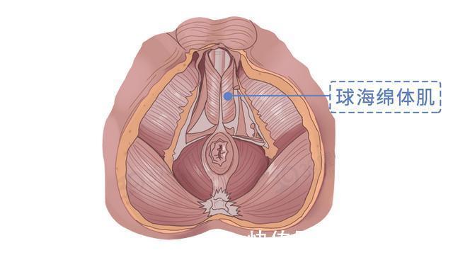 压力性尿失禁|别不好意思：盆底肌训练真的很养生！锻炼持久力，男女都获益