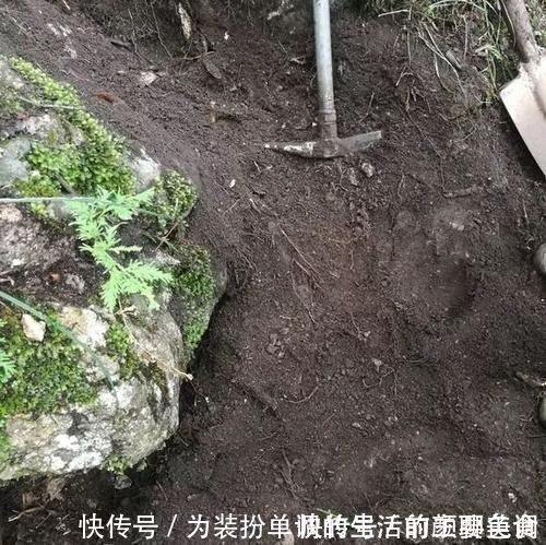 养花|营养土还在买?3种东西混一混,变成万能花土,养啥旺啥!