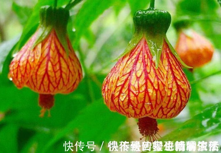 一年四季都能开花的盆栽,阳台养一盆,全年不枯萎,香气芬芳不散