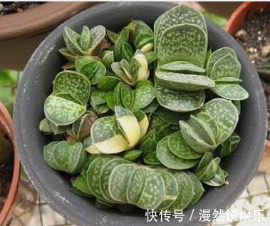 办公室种多肉从没活过，种上如下几种分分钟爆盆，懒人大爱