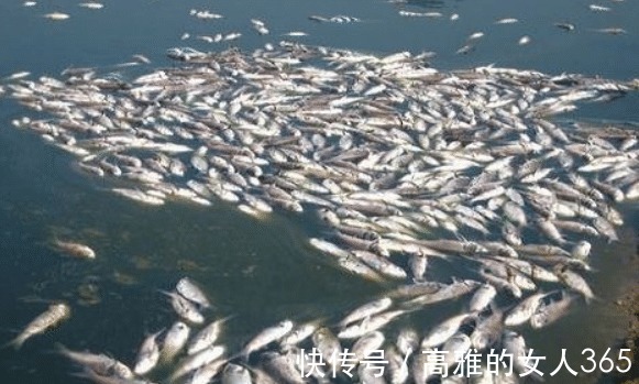 化工厂|3种最“脏”的鱼,超多寄生虫,很多人不懂,还经常买来吃