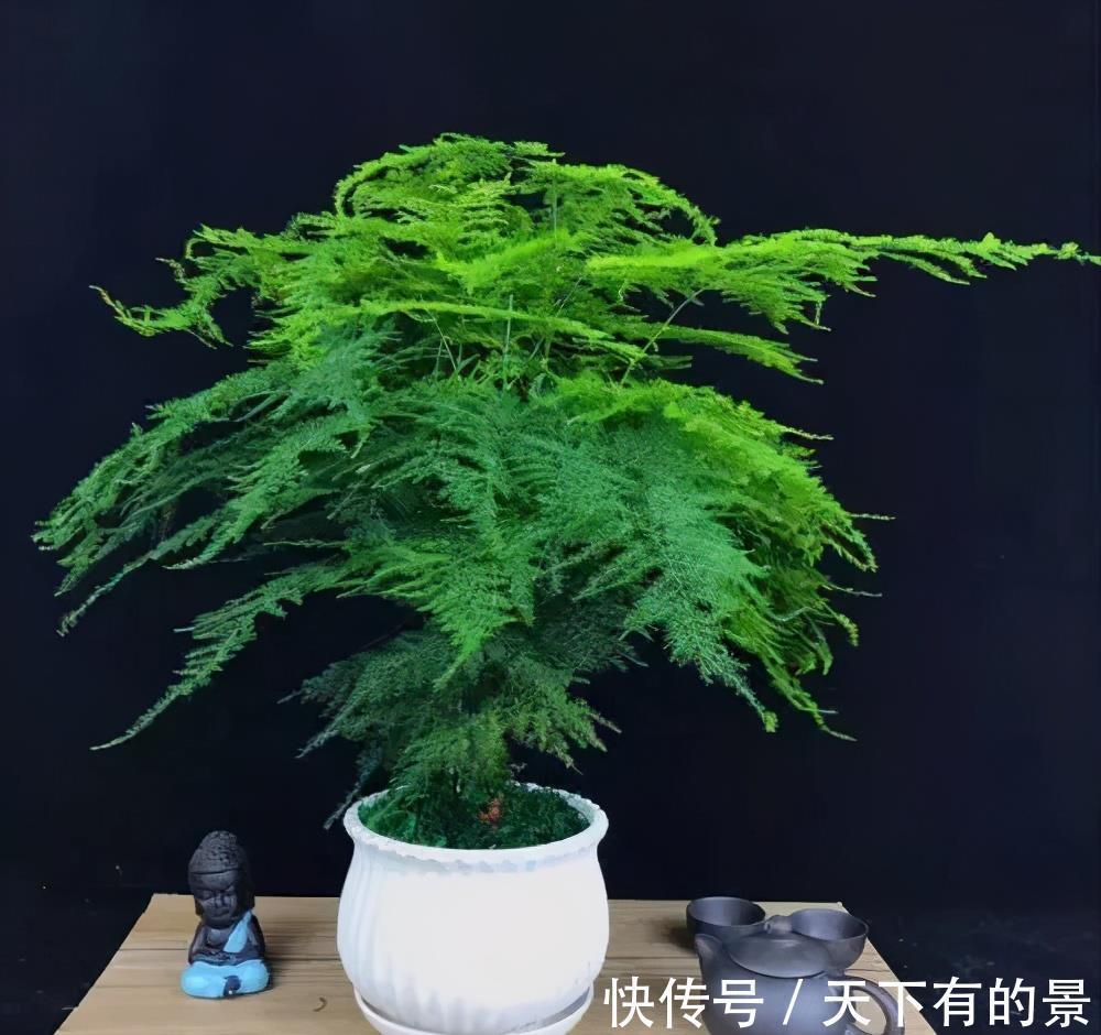 北阳|6种漂亮花，耐阴又好养，端庄大气长势旺，适合北阳台