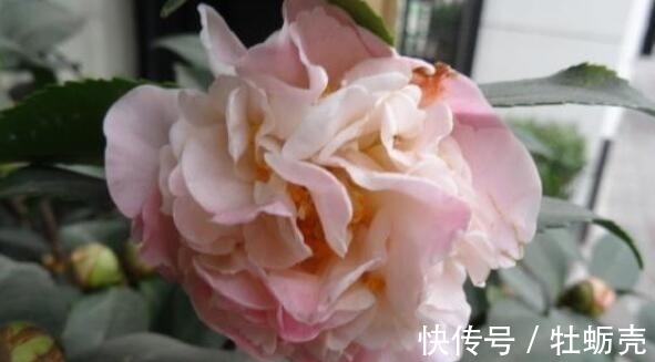 玫瑰花|适合春季养的花，好活易爆盆，花开媲美玫瑰，花朵姿态万千，美