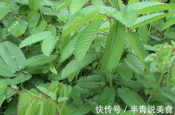 苍术|乡下常见的三种食物,外表很普通,增强体质,有很高的养生价值!