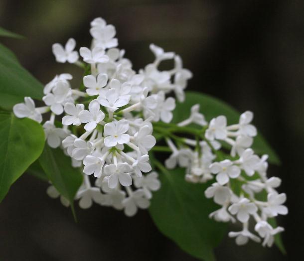 暗处|家里“3种花”不能见光,放暗处“摆好”,叶片油亮、花儿开得旺