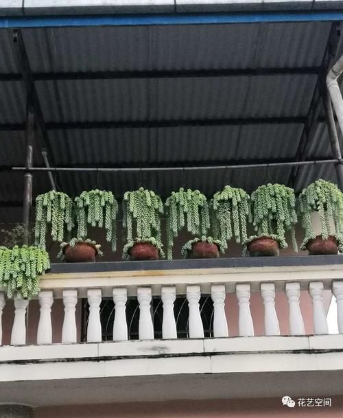 三种网红垂吊植物，挂在家里，轻松养成绿森林