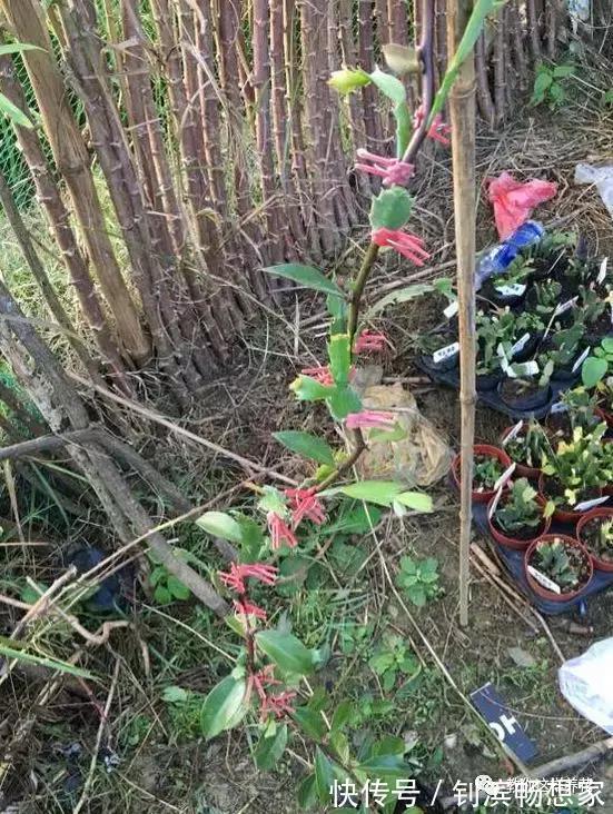 蟹爪兰用它嫁接2米高,一学就会,花量暴增还不烂根!