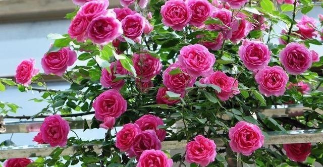 新手必入|对于月季花,我只服此4种,各有各的优,各有各的美