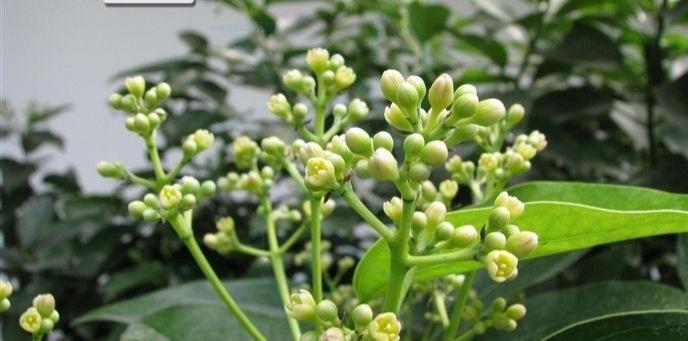 肉桂是什么树的树皮,它是一种什么样的植物?