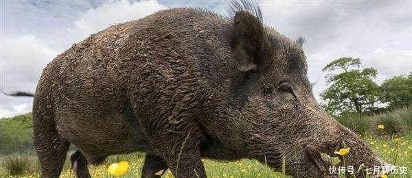  猪八戒俗名为啥叫做猪刚鬣这个名字是谁给他起的