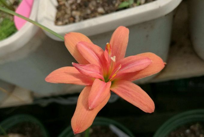 这种兰花是天生的“水鬼”,立春后搬出屋,多淋淋雨可早点开花