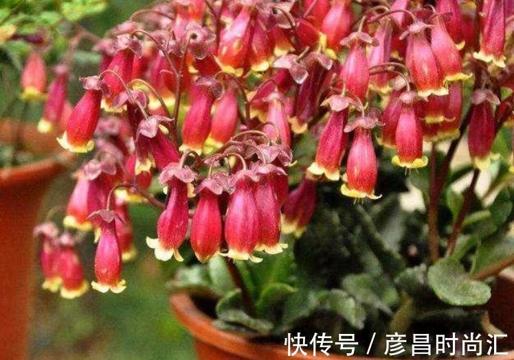 龙骨花龙骨花|3种花养家里，人养花、花也养人，吉祥富贵，红红火火好运来