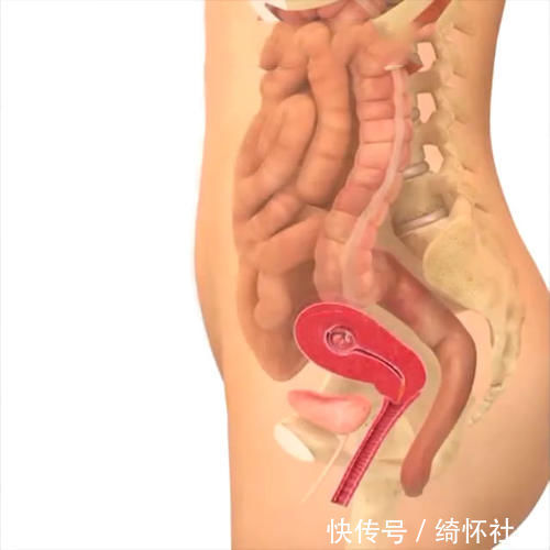 发育|孕期40周胎儿生长发育组图,胎儿是这样一天天长大的