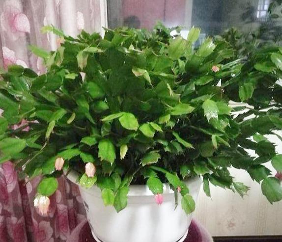 蟹爪兰进入“休眠期”,4件事避开,新叶厚一倍,越长越密集