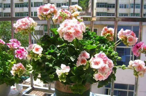  换盆|养长寿花，3件事别做，不然满头花苞也不开，别忽视