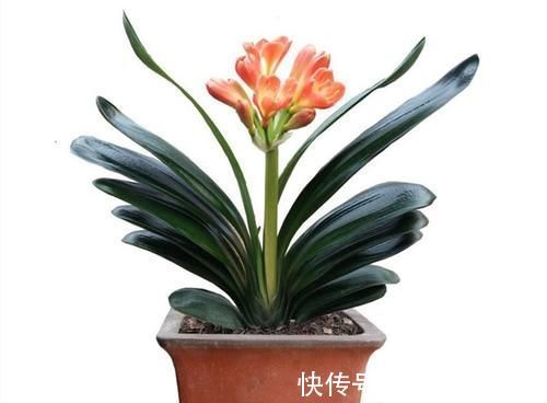 叶片|养君子兰一点也不难,但不能乱养,只需掌握四点就足够了