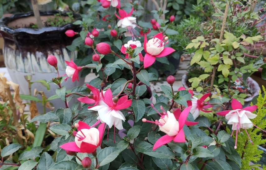 4种花被称为“夏必死”,没有大棚环境,新手春季最好不要买