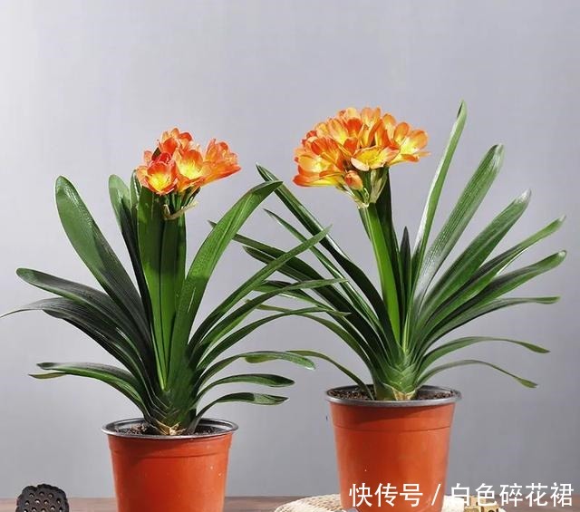 春天养君子兰，讲究4处“透气”，做好了就枝繁叶茂