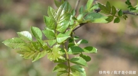 親愛的|只長在樹上的野菜,而且春天才有,現在成了稀罕貨,城里很難吃到