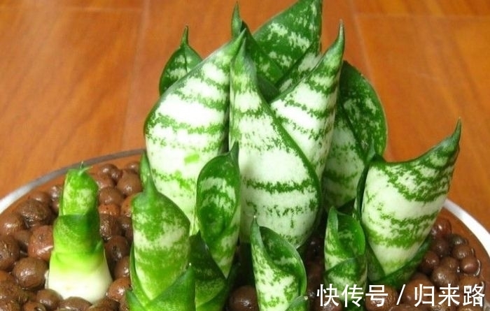 冬天虎皮兰,正在“虚弱期”,注意3个要点,小芽一个接一个