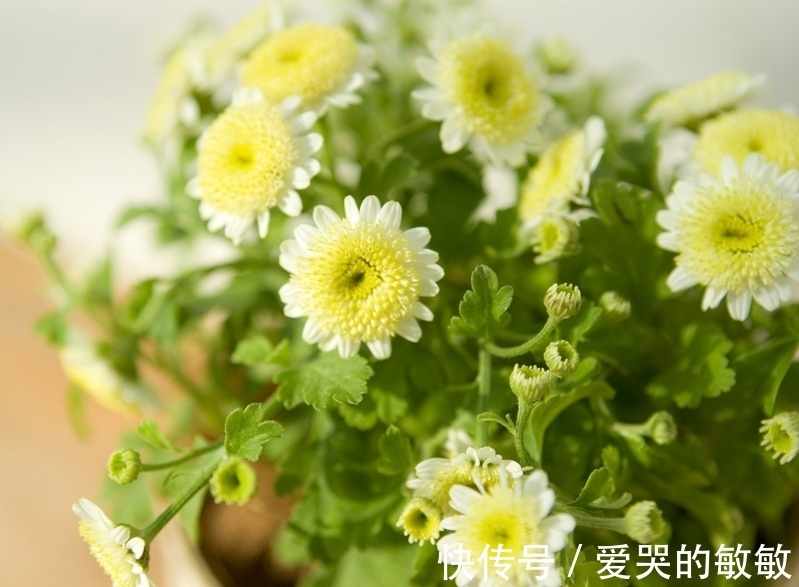 生肖|9月30日前,四生肖财运大涨,吉星高照,生活顺风顺水,好运不断