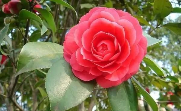 蟹爪兰|蟹爪兰茶花栀子花老是落蕾，学会这招分分钟开花