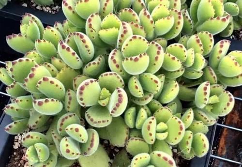 这3种多肉太好养,弄不好就徒长,好好的多肉别养成大葱样