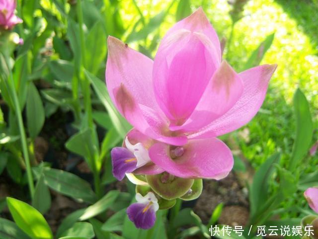 非自然|生在土里的荷花,开花一大朵,样子别致花期长,种一棵就赚了