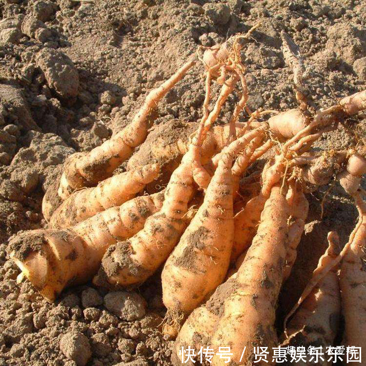 一种“喝”起来甜的花,地上是“草”地下是“宝”如今不多见了!