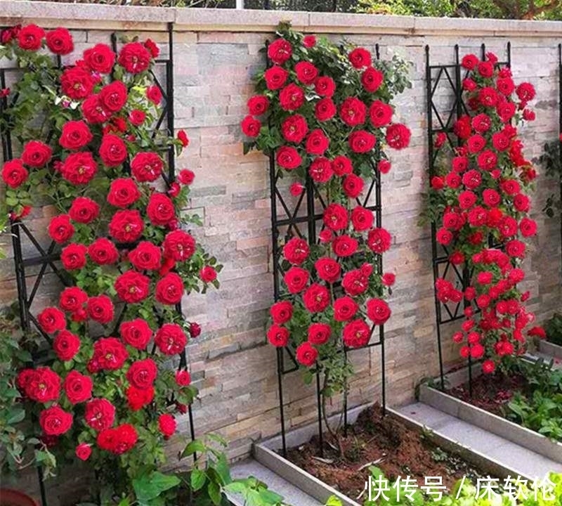 温度低,7种花怕“多浇水”,水多易冻伤,“干养”更健壮