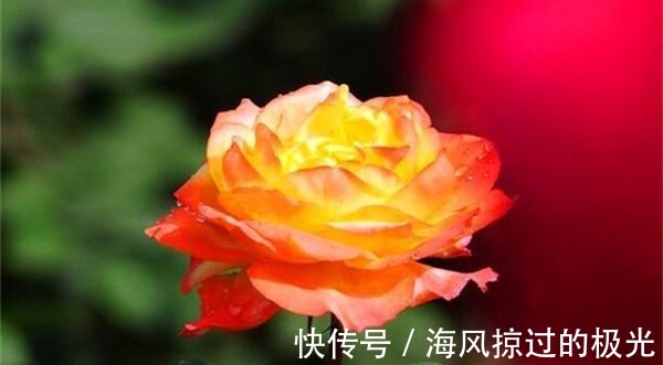 夏洛特|20种月季花品种介绍，简直美爆了！收藏啦……！