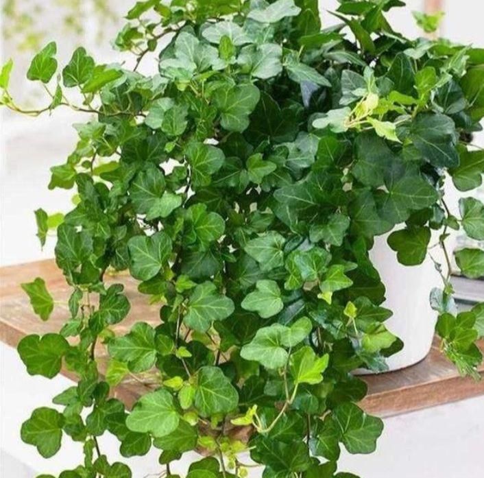 卧室养上3种花,空气清新,怡情养性助睡眠,你养了吗?