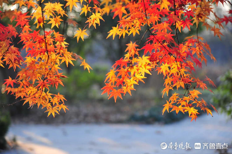 最长月偏食来啦！情报员镜头记录喜提红包|11月19日最佳情报| 偏食