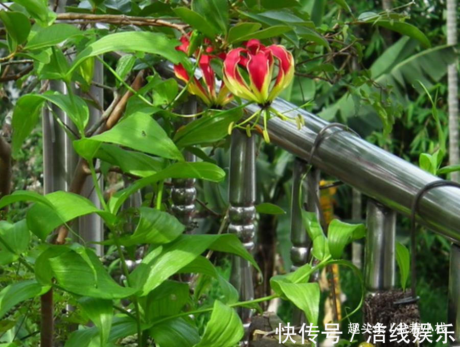 一种可以爬墙的百合，高贵又典雅，人称“嘉兰百合”，好养吗