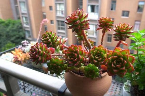 修剪|多肉枝干徒长学会剪一剪,母株变美、枝干扦插成新生幼苗