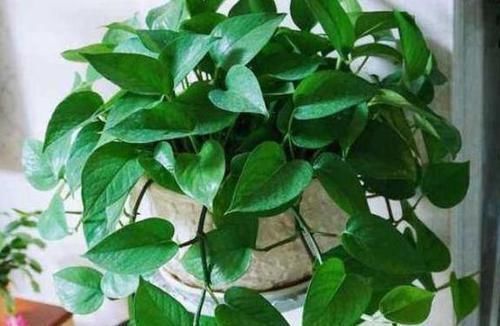 吊兰|4种植物最适合懒养,十天半个月不用浇水,照样长势旺