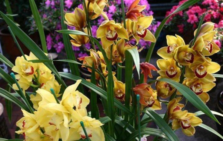 富贵子|养花就养这几款,全年开花不停,花姿妖娆,繁花似锦,姿色艳丽