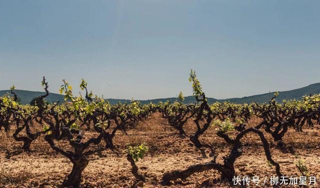 葡萄酒|标注“老藤”的葡萄酒,品质就一定高吗