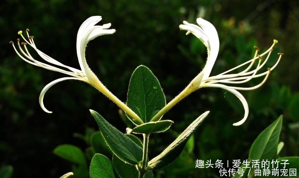 金银花和山银花的区别，认识一下，根据需要，可以区分就好