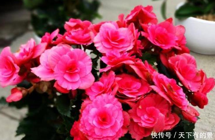 养花肥料分“四类”,缺1种就难养好,家中要常备才行!