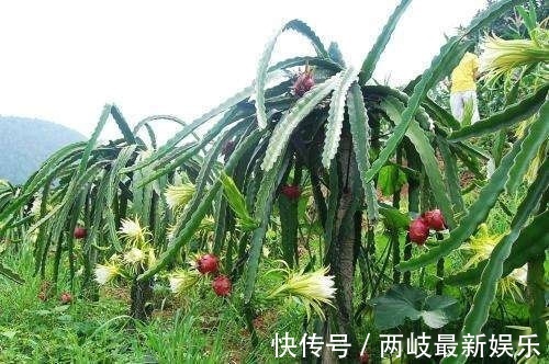 老少皆宜|养生又美味的食物,坚持常吃,美容养颜,排毒消脂,谁吃谁好